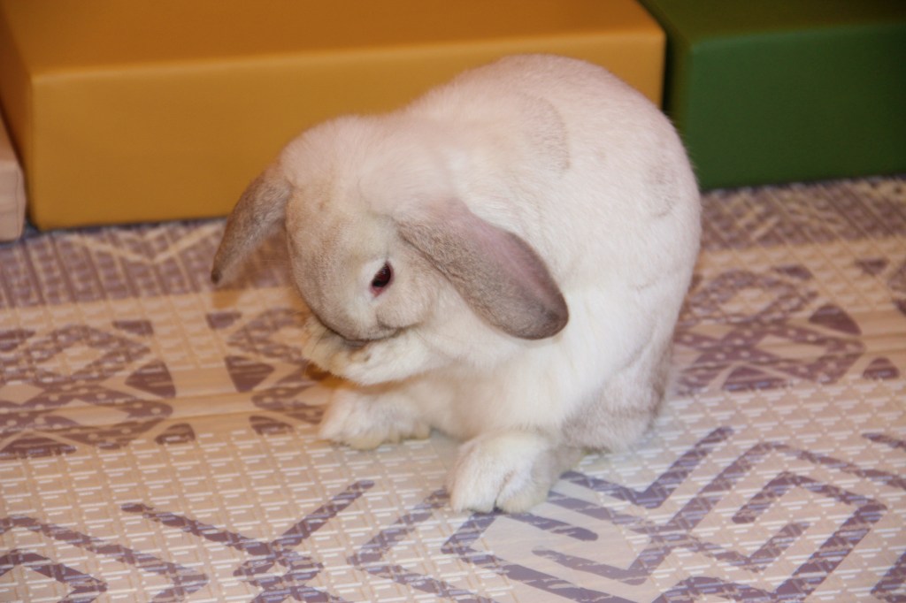 Une petite lapine à la&nbsp;crèche